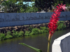 Samoa: Flom